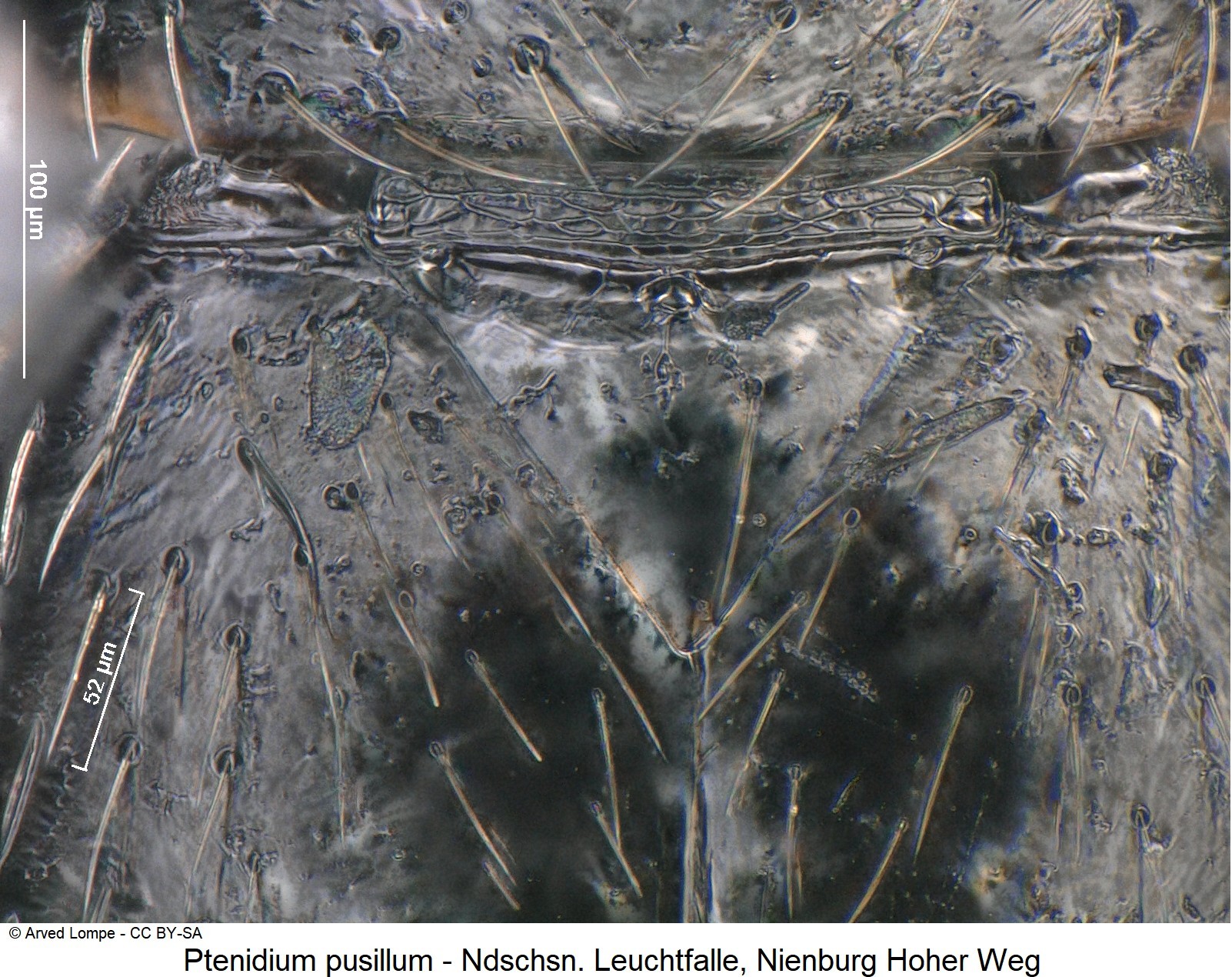 ptenidium_pusillum_ck36057526_scut.jpg