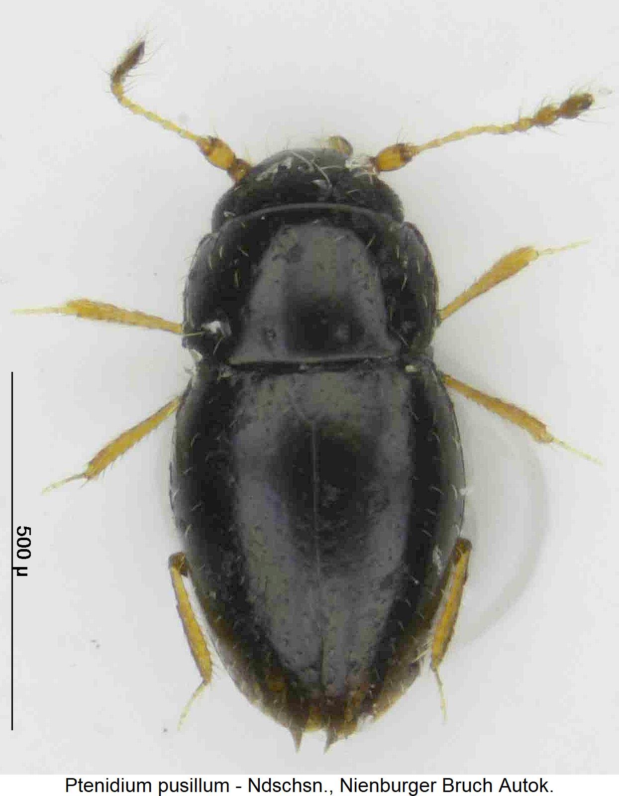 ptenidium_pusillum_hab.jpg