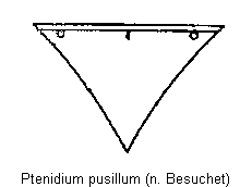 ptenidium_pusillum_scut.gif