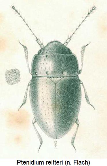 ptenidium_reitteri_hab.jpg
