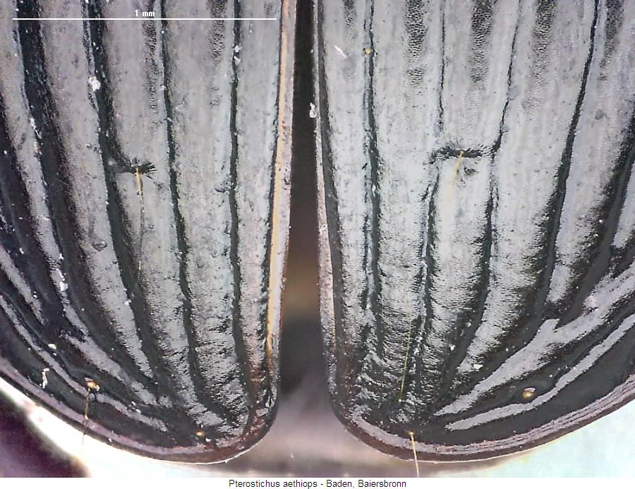 pterostichus_aethiops_fld.jpg