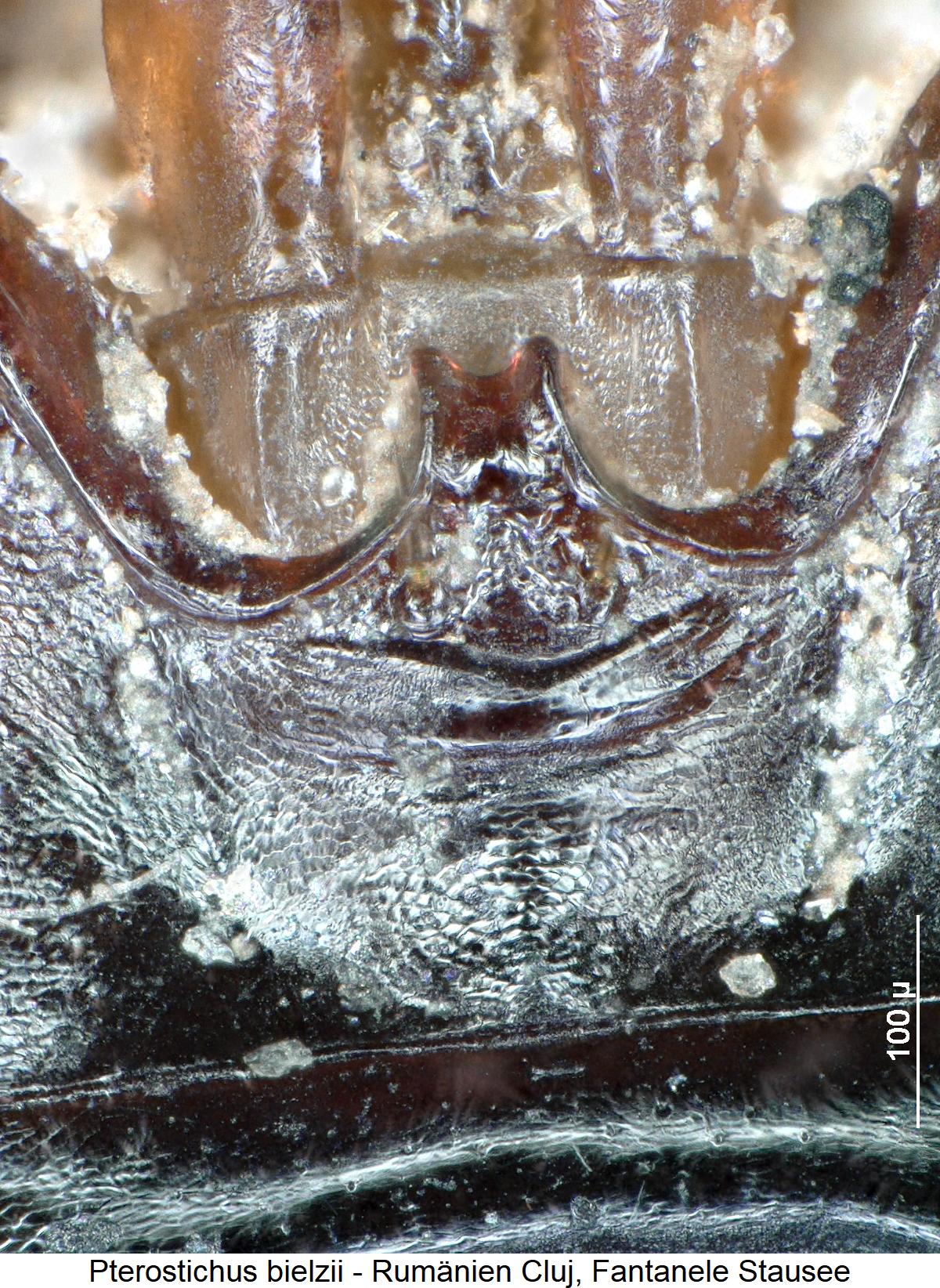 pterostichus_bielzii_ment.jpg