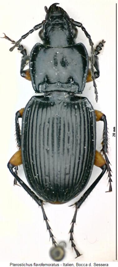 pterostichus_flavofemoratus_hab.jpg