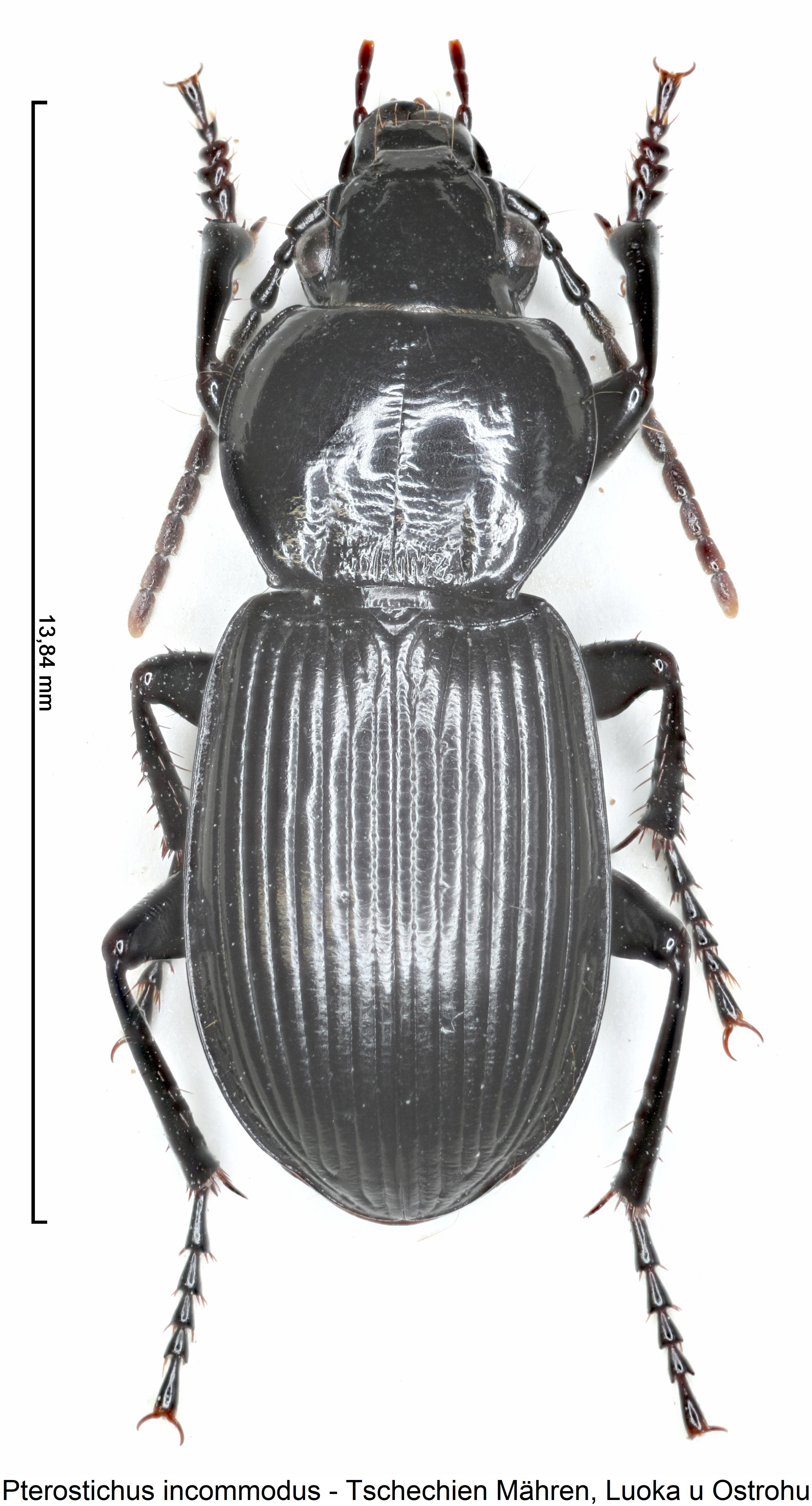 pterostichus_incommodus_hab.jpg
