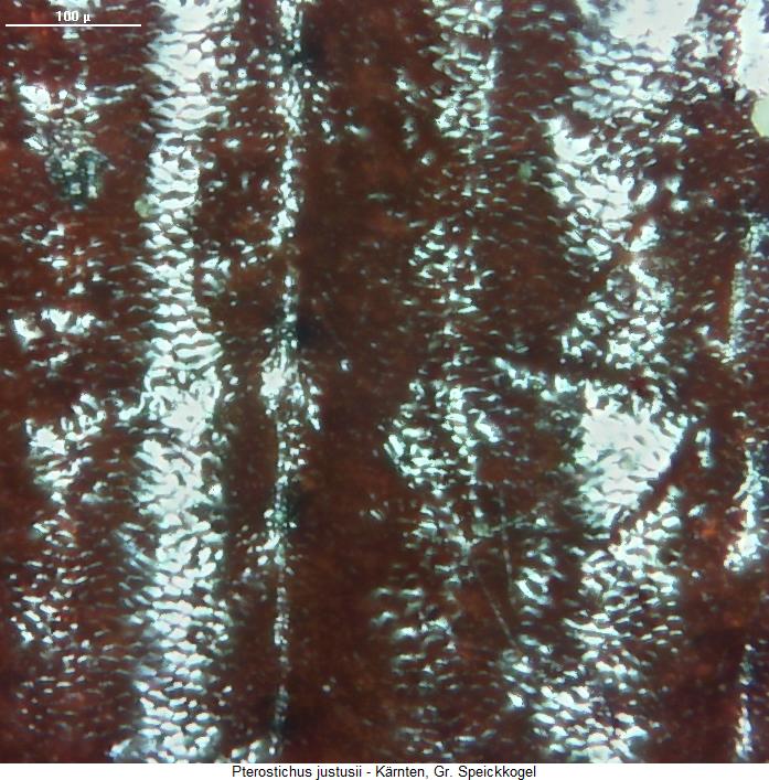 pterostichus_justusii_ms.jpg