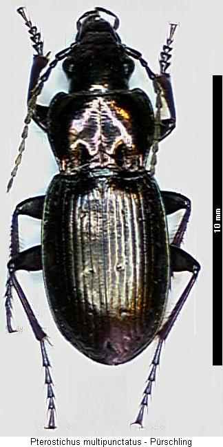 pterostichus_multipunctatus_hab.jpg