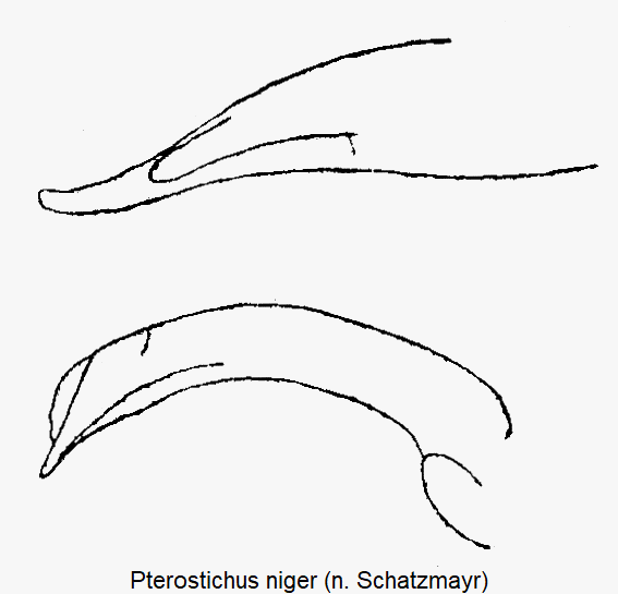 pterostichus_niger.gif