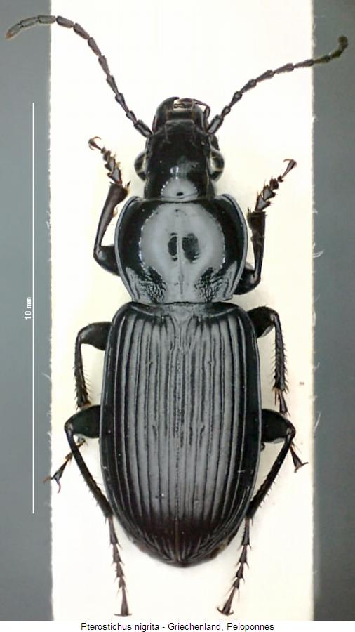 pterostichus_nigrita_hab.jpg