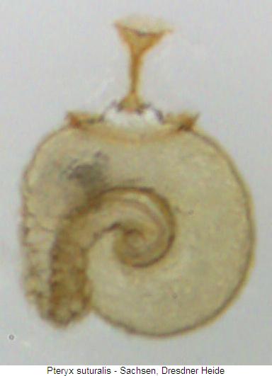 pteryx_suturalis_sperm2.jpg