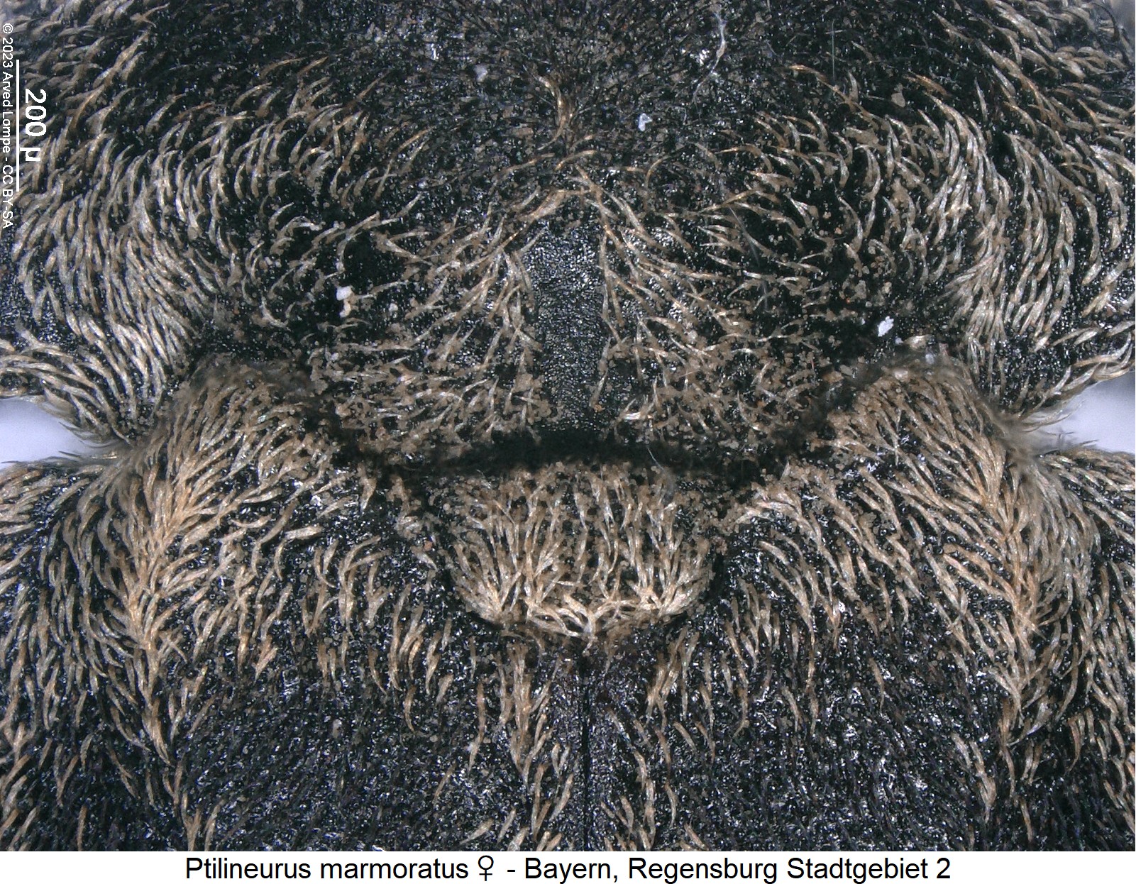ptilineurus_marmoratus_w_scut.jpg