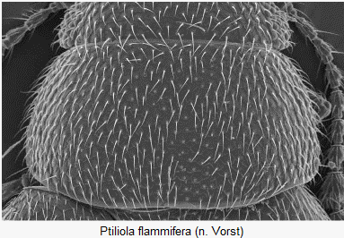 ptiliola_flammifera_hsch.gif