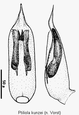 ptiliola_kunzei.gif