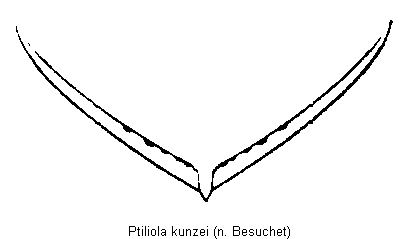 ptiliola_kunzei_pyg.gif