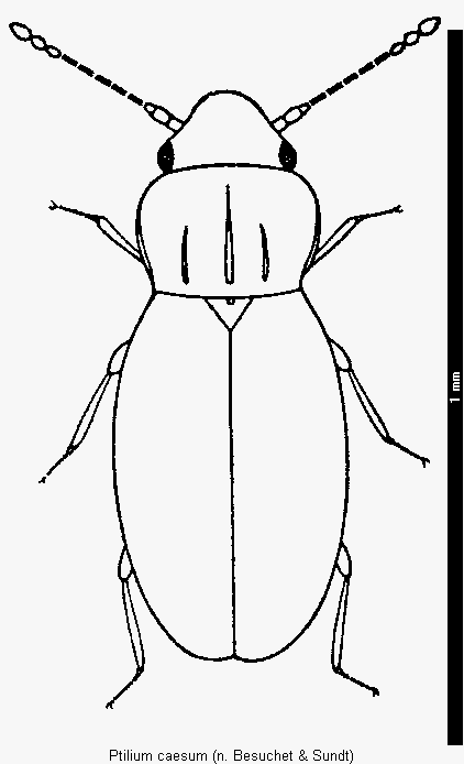 ptilium_caesum_hab.gif