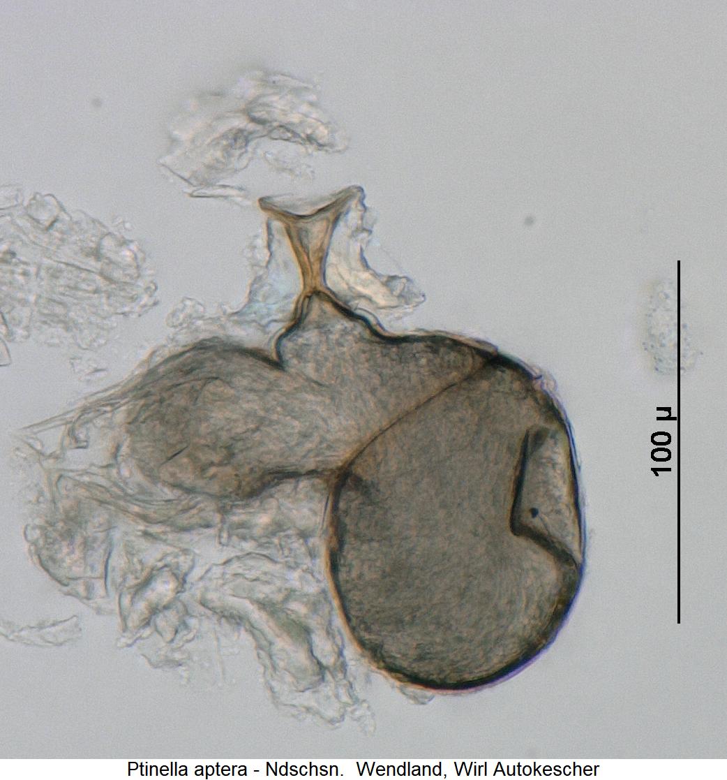 ptinella_aptera_sperm.jpg