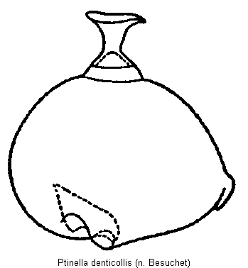 ptinella_denticollis_sperm.gif