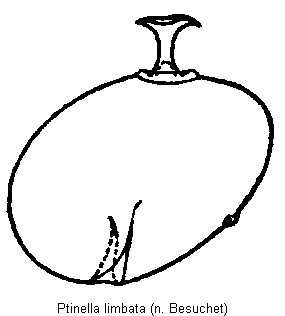 ptinella_limbata_sperm.gif