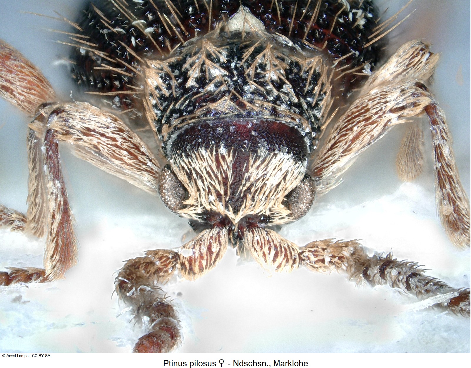 ptinus_pilosus_w_ck9503_k.jpg
