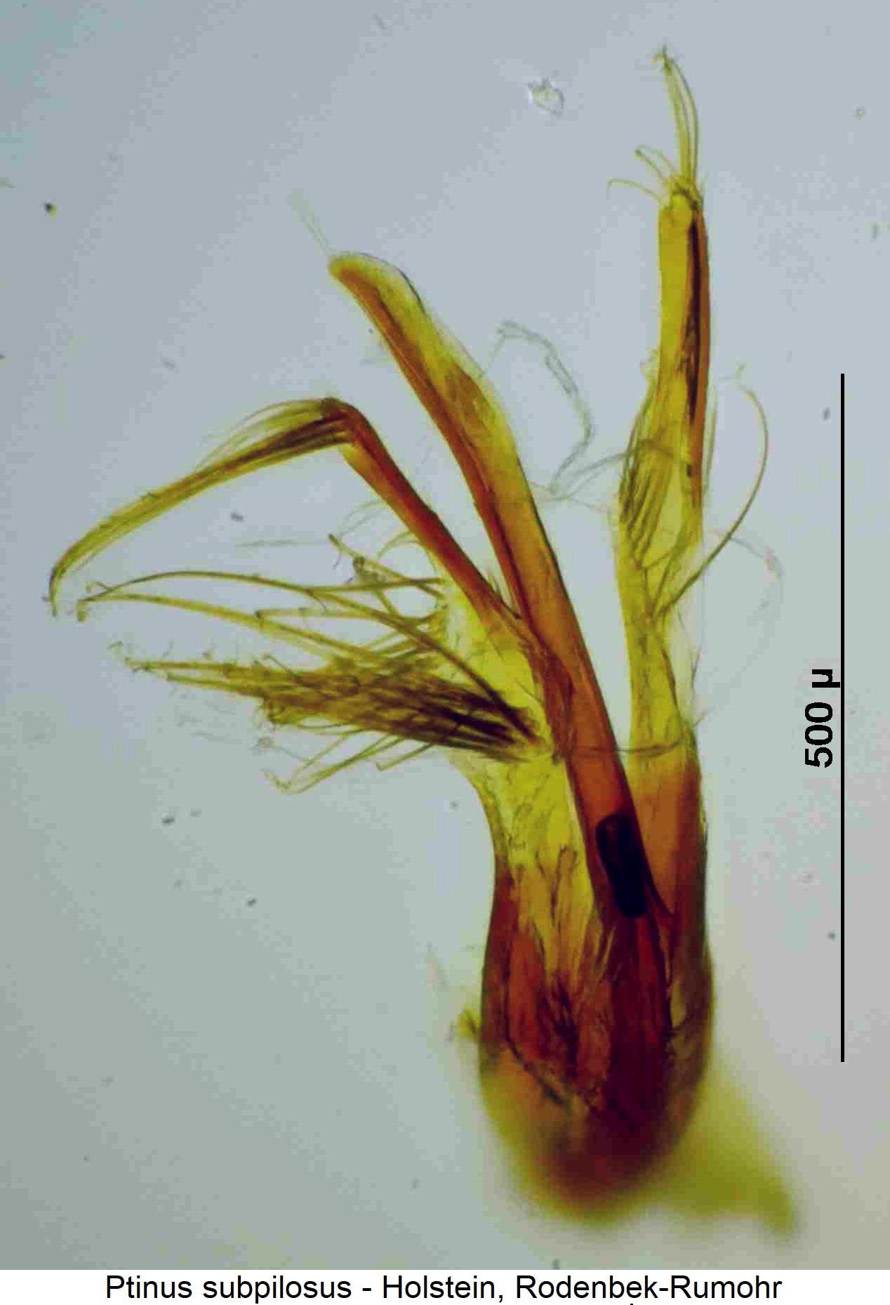 ptinus_subpilosus.jpg