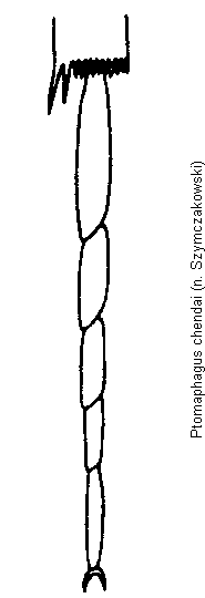 ptomaphagus_chendai_htr.gif