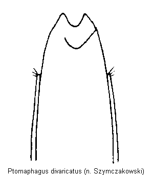 ptomaphagus_divaricatus.gif