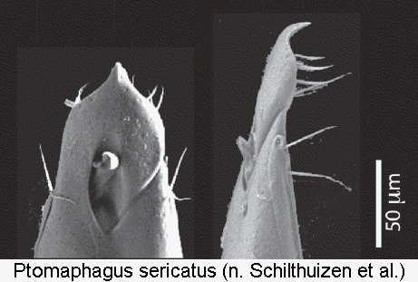 ptomaphagus_sericatus2.gif