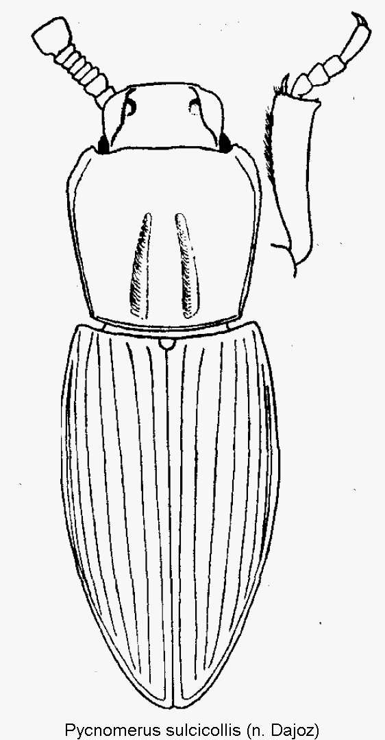 pycnomerus_sulcicollis_hab.gif
