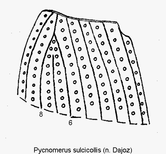 pycnomerus_sulcicollis_hum.gif