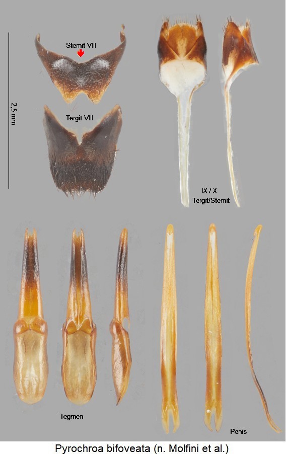 pyrochroa_bifoveata.jpg