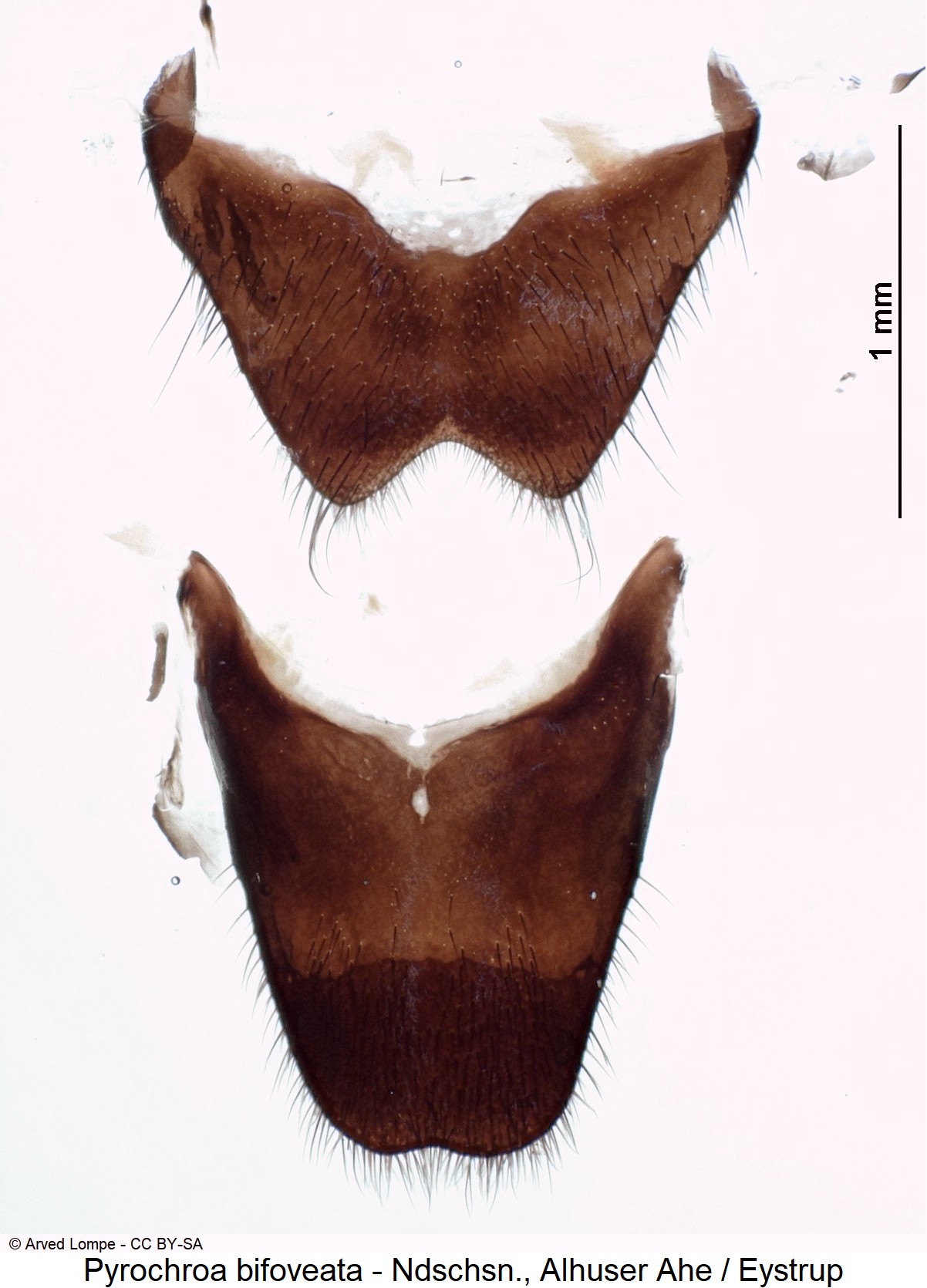 pyrochroa_bifoveata_ck9691_sternitviii.jpg