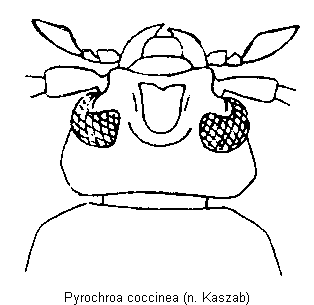 pyrochroa_coccinea_k.gif