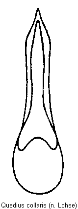 quedius_collaris.gif