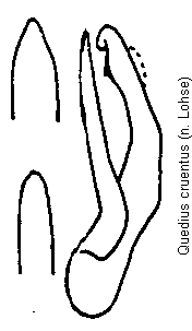 quedius_cruentus.gif