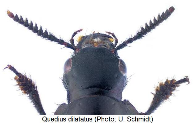 quedius_dilatatus_k.jpg