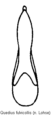 quedius_fulvicollis.gif