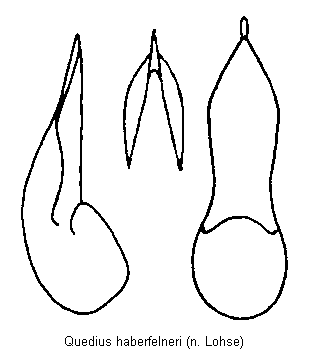 quedius_haberfelneri.gif