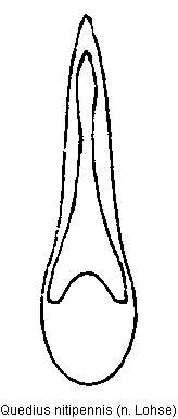 quedius_nitipennis.gif