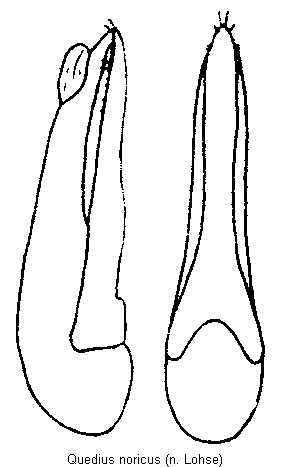 quedius_noricus.gif