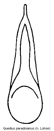 quedius_paradisianus.gif