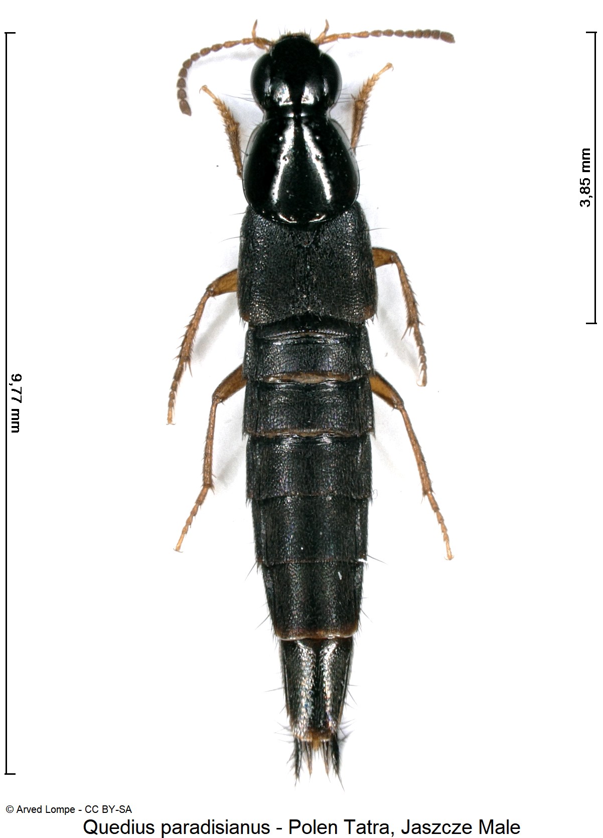 quedius_paradisianus_ck33316377_hab.jpg
