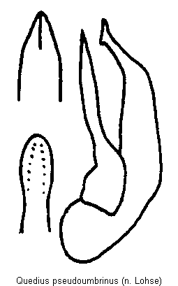 quedius_pseudoumbrinus.gif