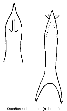 quedius_subunicolor.gif