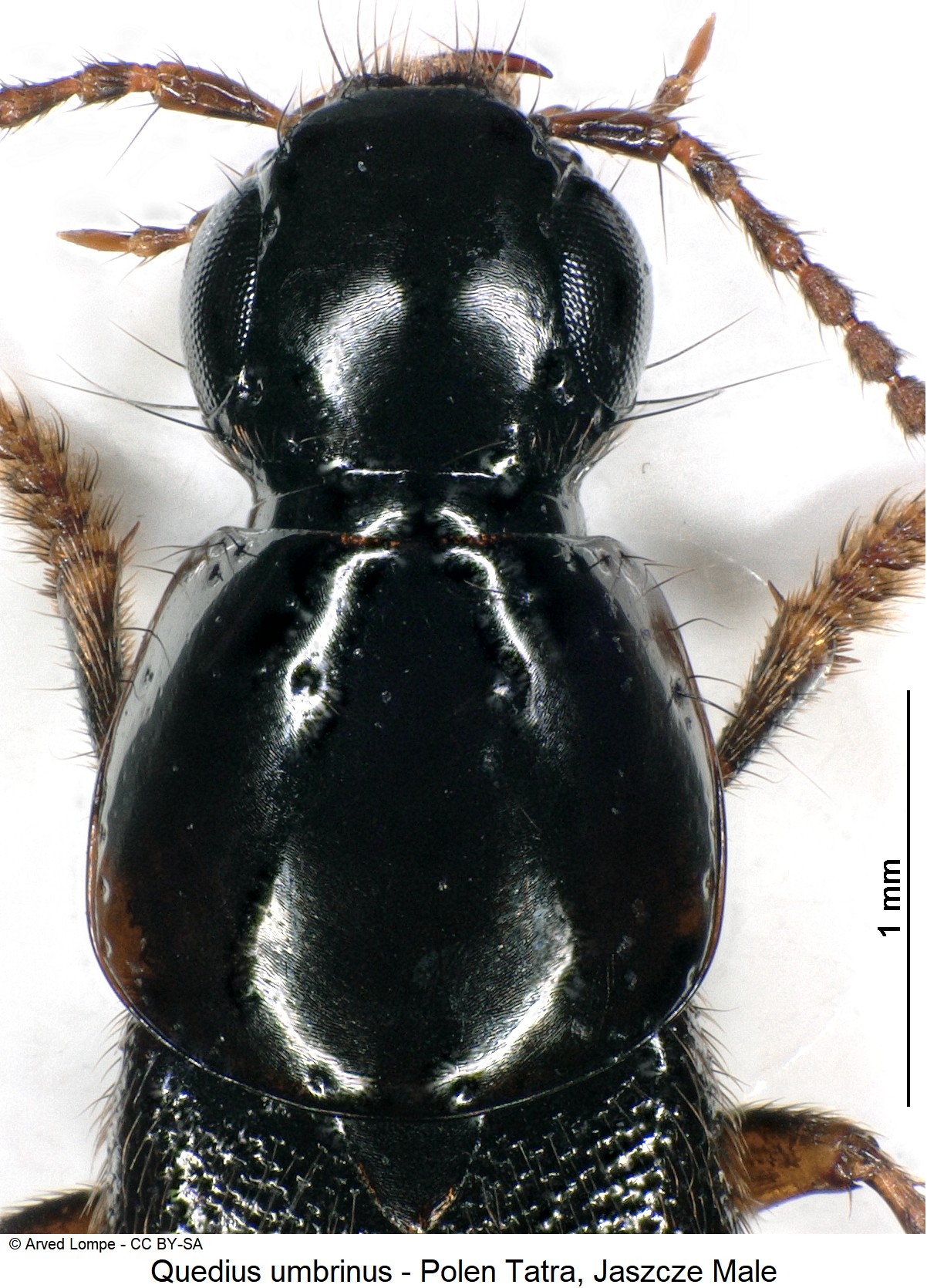 quedius_umbrinus_ck33316378_vk.jpg