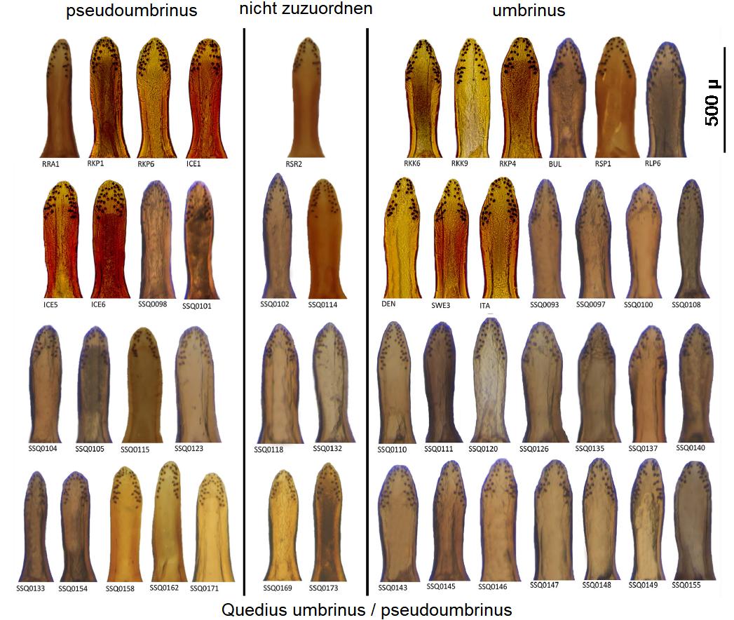 quedius_umbrinus_vgl.jpg