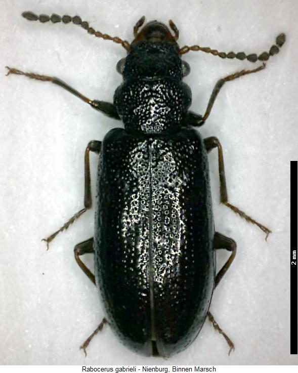 rabocerus_gabrieli_hab.jpg