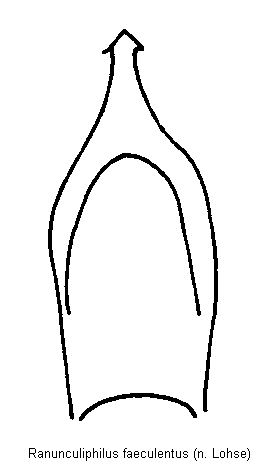 ranunculiphilus_faeculentus.gif