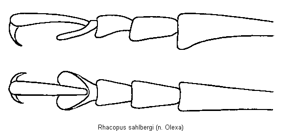 rhacopus_sahlbergi_tr.gif
