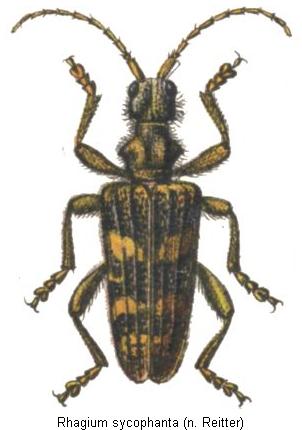 rhagium_sycophanta_hab.jpg