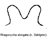 rhagonycha_elongata.gif