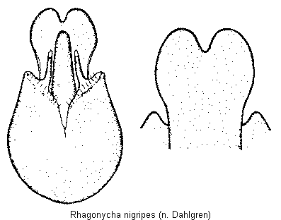 rhagonycha_nigripes.gif